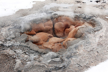 Hot geyser in Yellowstone NP USA