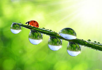 Fresh morning dew on a spring grass and little ladybugs