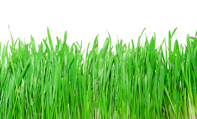 Green grass