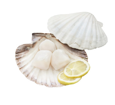 fresh scallops with shell white background