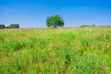 Fototapeta premium Tree and field