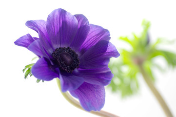 Obraz premium Anemone nemorosa