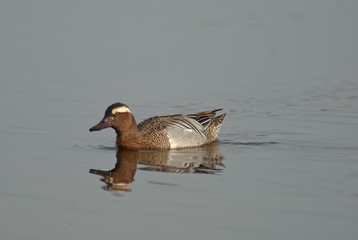 marzaiola maschio nello stagno