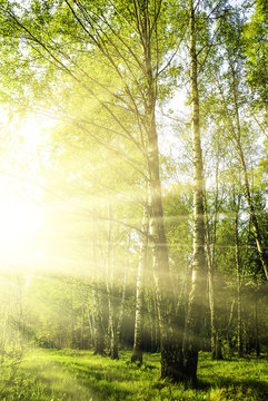 green forest