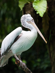 Spot-billed Pelican