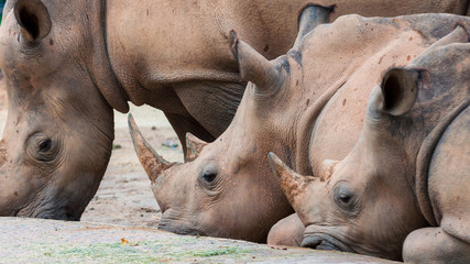 Fototapeta premium White Rhinoceros