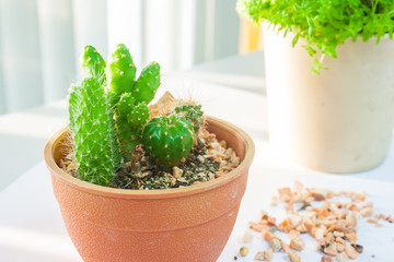 green cactus plant on white table background