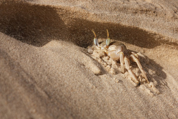 Sea crab on the sand