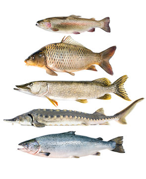 fish collection
