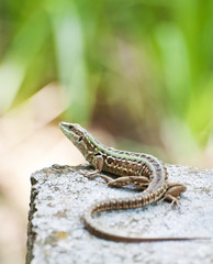 Podarcis muralis Laurenti - lucertola muragliola