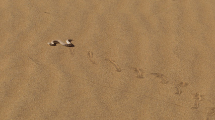Young dune adder or sidewinder snake with trail