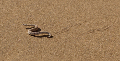Fototapeta na wymiar Młoda SideWinder wydmy dodatek lub wąż z szlaku