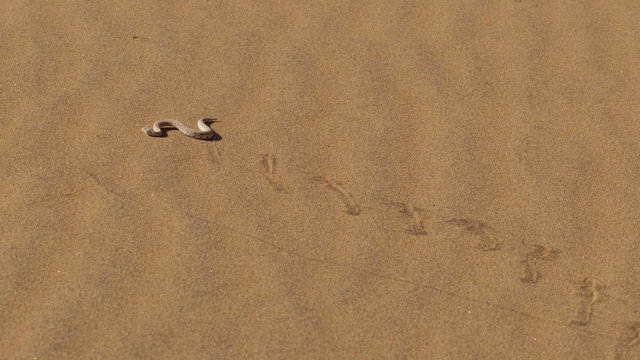 Young Dune Adder Or Sidewinder Snake With Trail