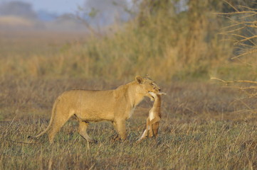 Lioness with prey.