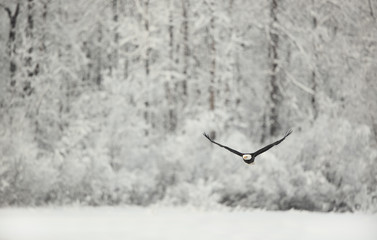 Flying eagle over snow-covered mountains. © Uryadnikov Sergey