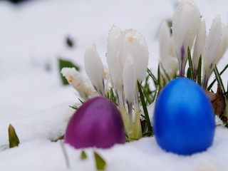 easter eggs laying snow flowers © flucas