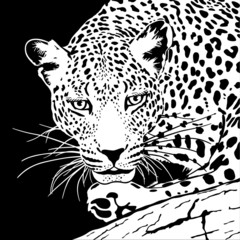 Fototapeta premium leopard