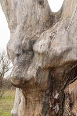 Obraz premium big tree stump wood without bark