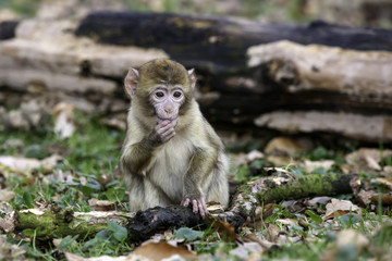 Young barbary monkey eating