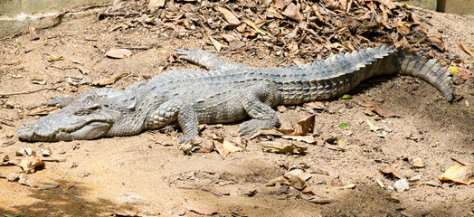 Fototapeta premium Alligator