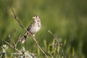 Corn bunting, Emberiza calandra,