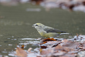 Crossbill, Loxia curvirostra