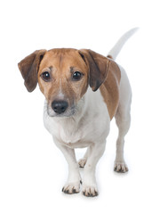 Jack Russell waiting for the ball