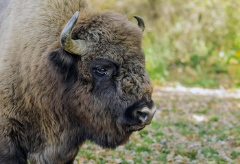 Fototapeta premium Romanian buffalo