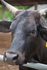 beef cattle