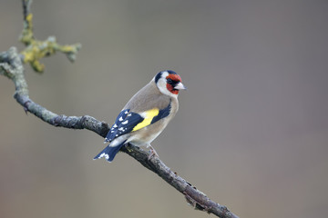 Goldfinch, Carduelis carduelis