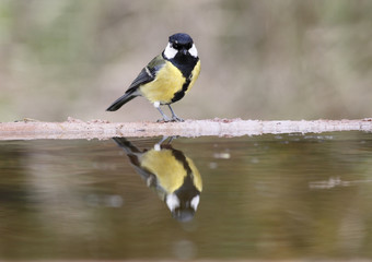 Great tit, Parus major