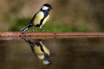 Obraz premium Great tit, Parus major