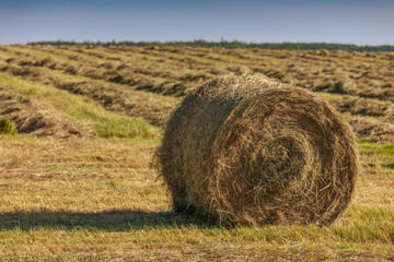 Hay Bales
