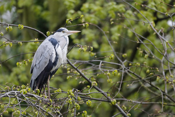 Grey heron, Ardea cinerea