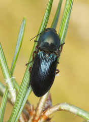Click-beetle, Selatosomus aeneus on pine needle