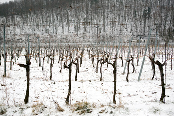 Snowed vineyards