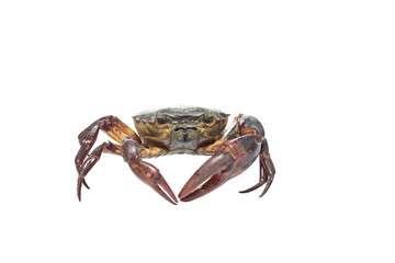 crab isolated on white background