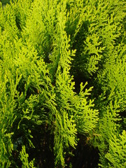 Fototapeta premium Thuja occidentalis leaves background