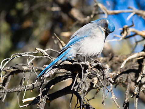 Scrub Jay Blue Bird Great Basin Region Animal Wildlife