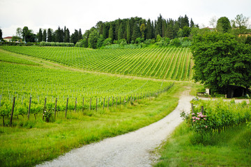 Fototapeta na wymiar beautiful view of the Tuscan countryside