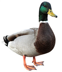 Mallard Duck with clipping path. Colourful mallard duck isolated - obrazy, fototapety, plakaty
