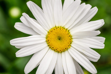 Fototapeta premium Closeup of summer wildflowers - Daisy