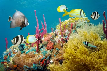 Kissenbezug Farbige Unterwasserwelt in einem Korallenriff © dam