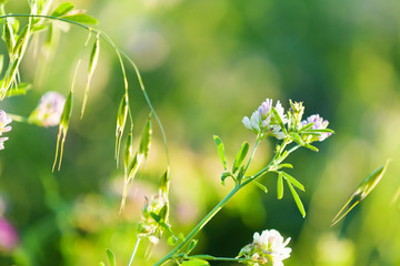 Flowers in field