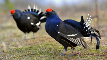 Two lekking black grouses