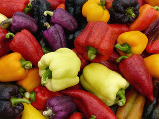 fresh harvested sweet peppers different varieties