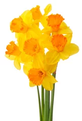 Deurstickers Narcis bloem of narcissen boeket geïsoleerd op witte backgro © Natika