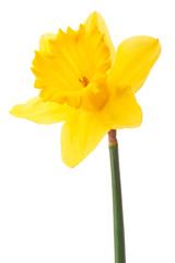 Narcis bloem of narcis geïsoleerd op een witte achtergrond knipsel