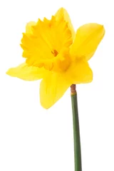 Crédence de cuisine en verre imprimé Narcisse Fleur de jonquille ou narcisse isolé sur fond blanc découpe