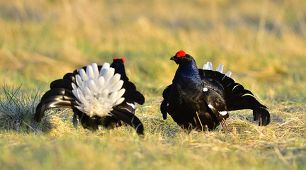 Two lekking black grouses